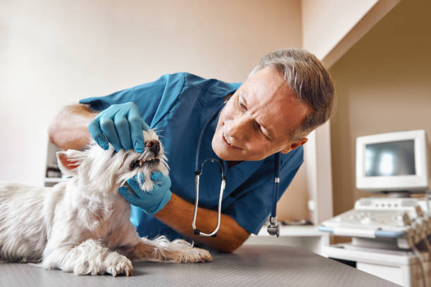 Best Same-Day Emergency Dentist in Prairie Creek, AR